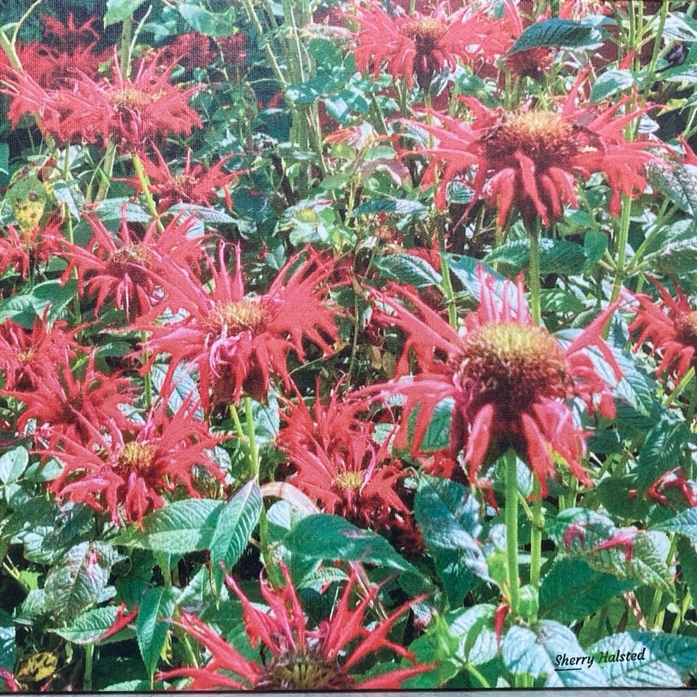 Photo close up of my ‘bee balm’ print